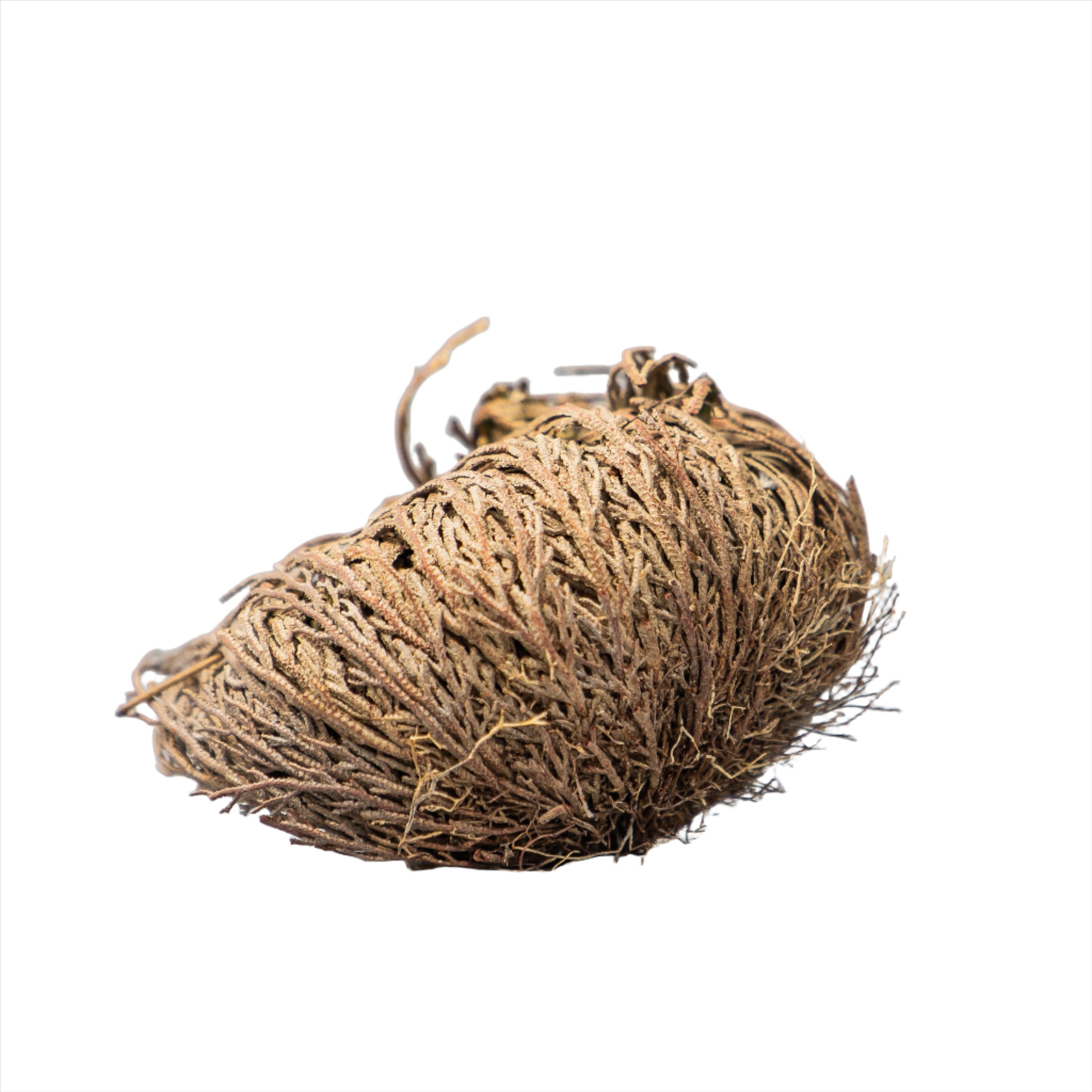 FLOR DE JERICO