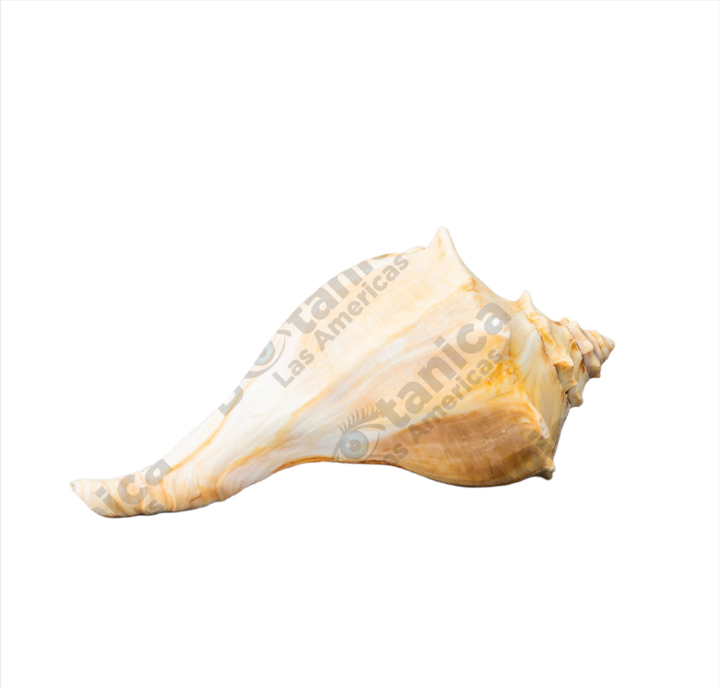 CARACOLES COBOS / COBOS SNAILS  (1 unit)