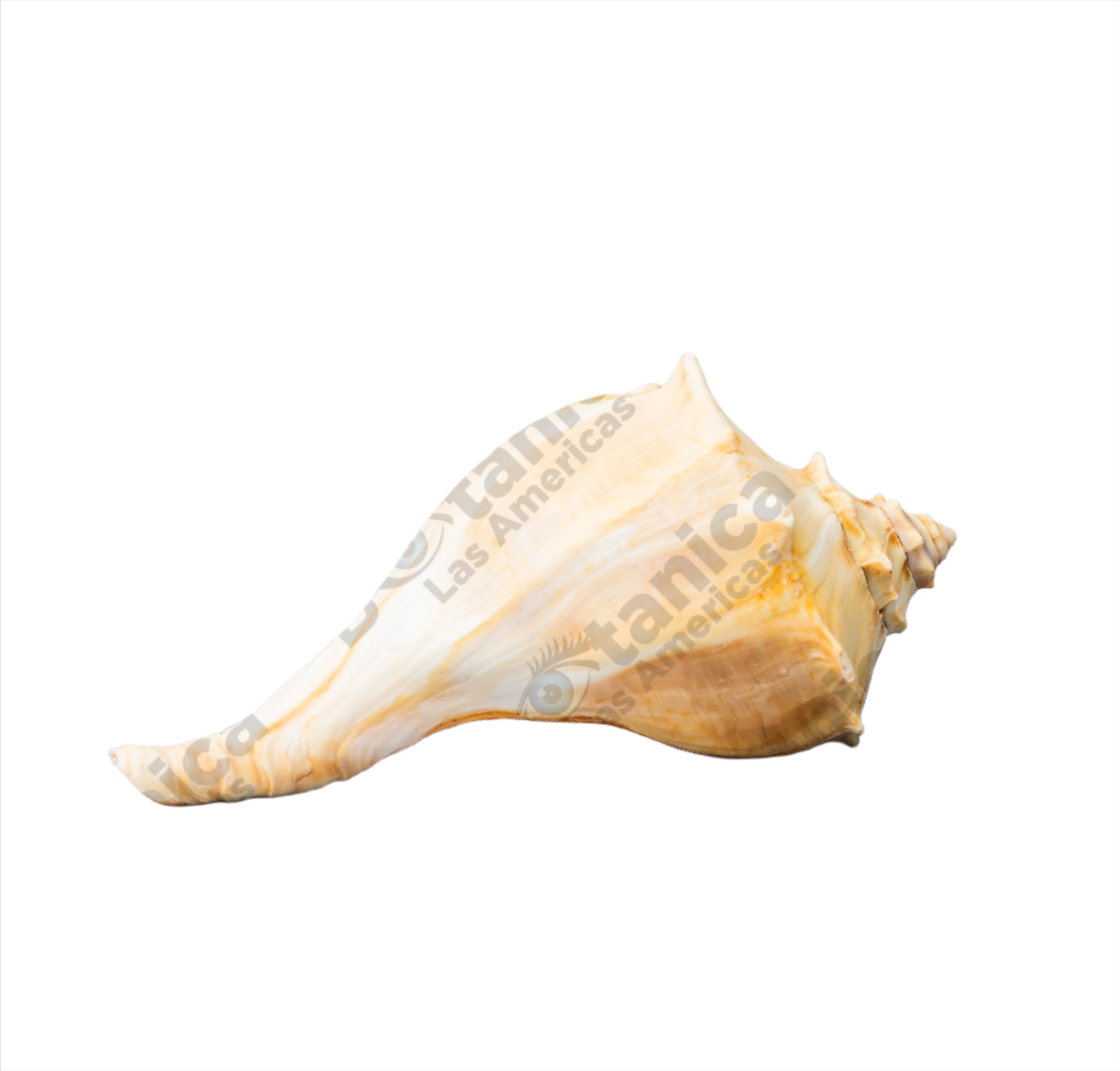 CARACOLES COBOS / COBOS SNAILS  (1 unit)