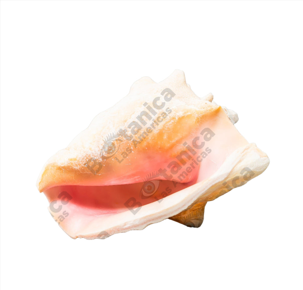 CARACOLES COBOS / COBOS SNAILS  (1 unit)