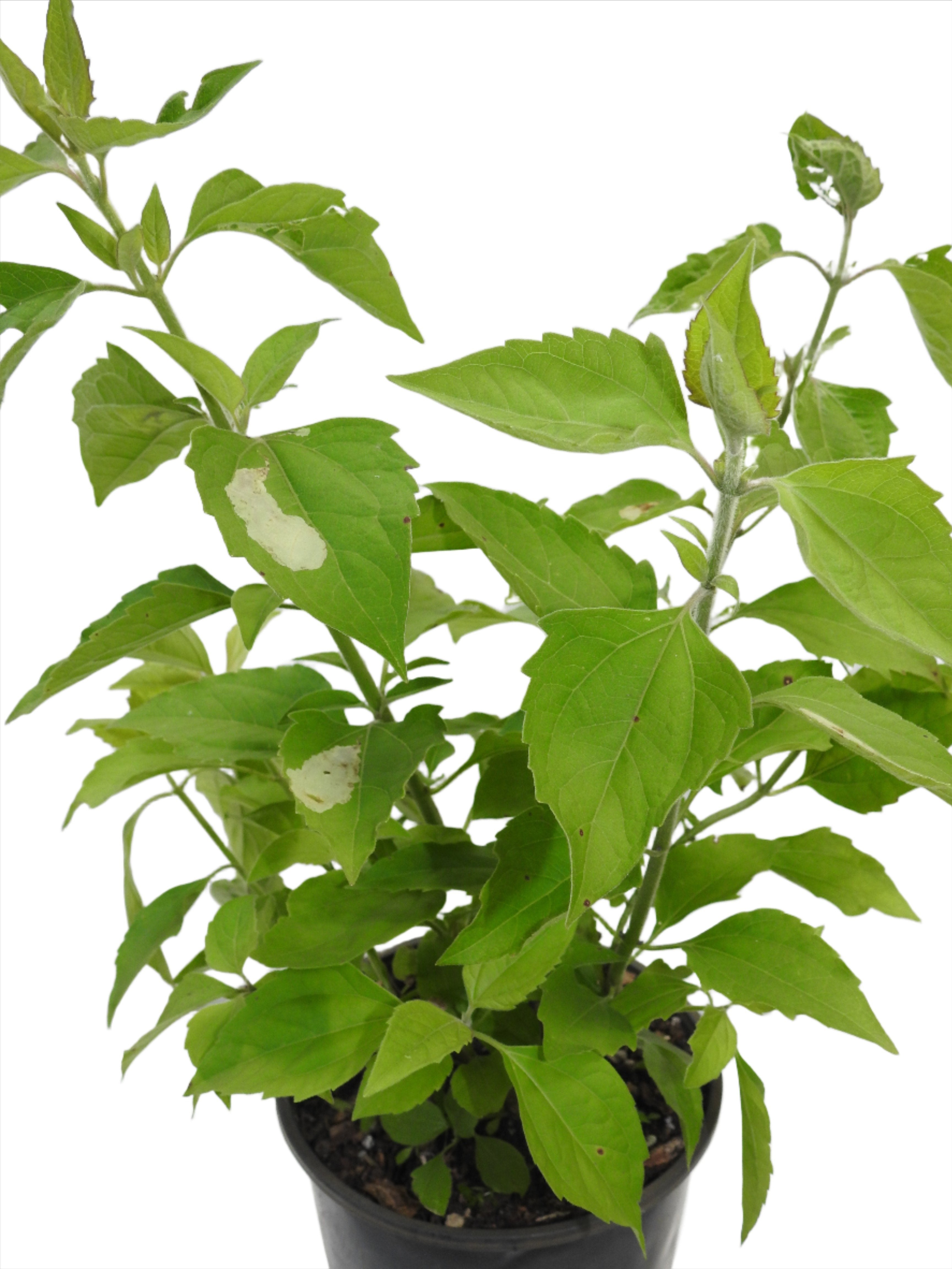 PLANTA ROMPE SARAGUEY CON RAIZ