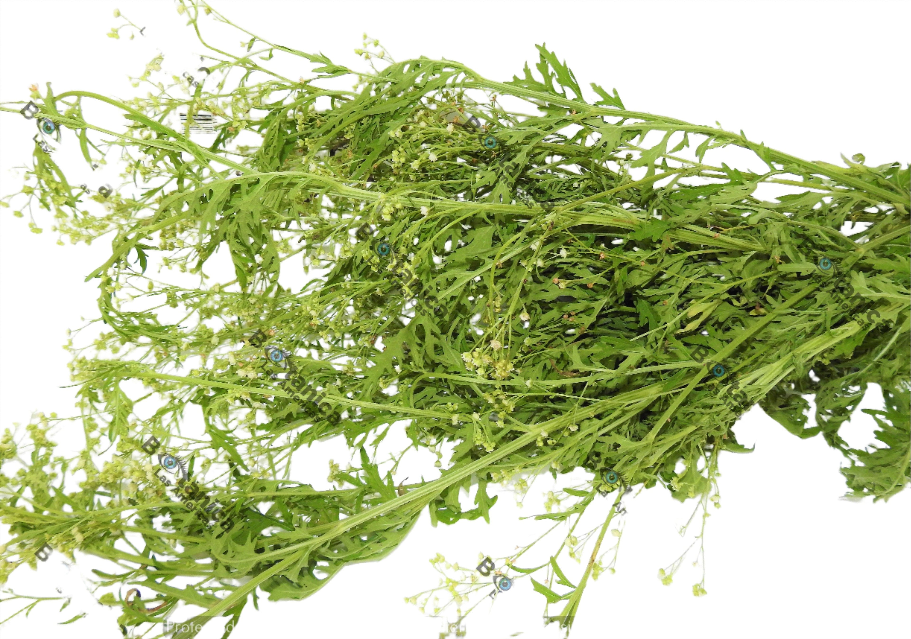 HERBS ESCOBA AMARGA