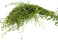 HERBS MASTUERZO