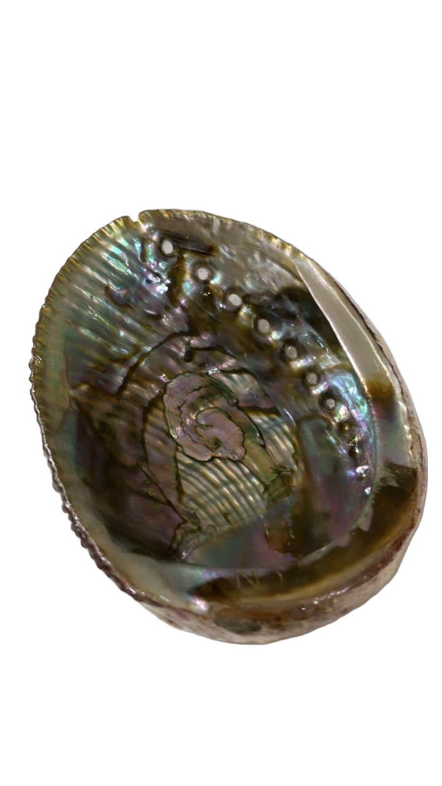 Concha de Mar