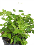 ABRE CAMINO / OPEN ROAD HERBS / SIN RAIZ