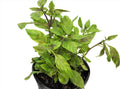 ALBAHACA MORADA / PURPLE BASIL
