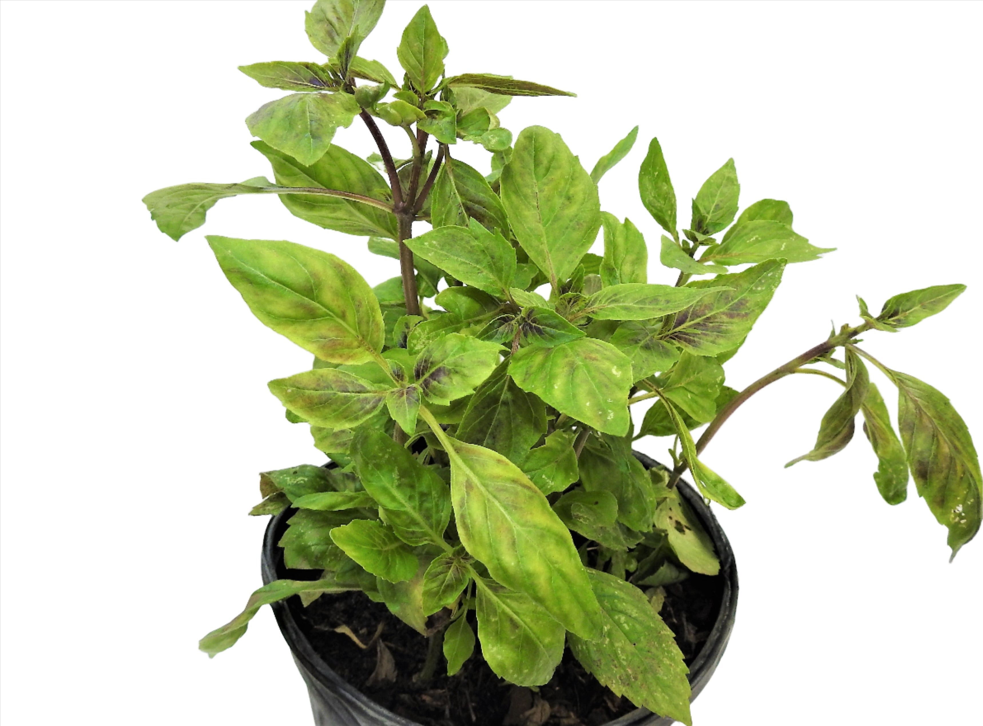 Albahaca Blanca con Raiz