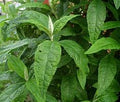 PLANTA AMANZA GUAPO