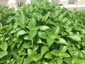 HERB ALBAHACA (Basil) BLANCA (WHITE)