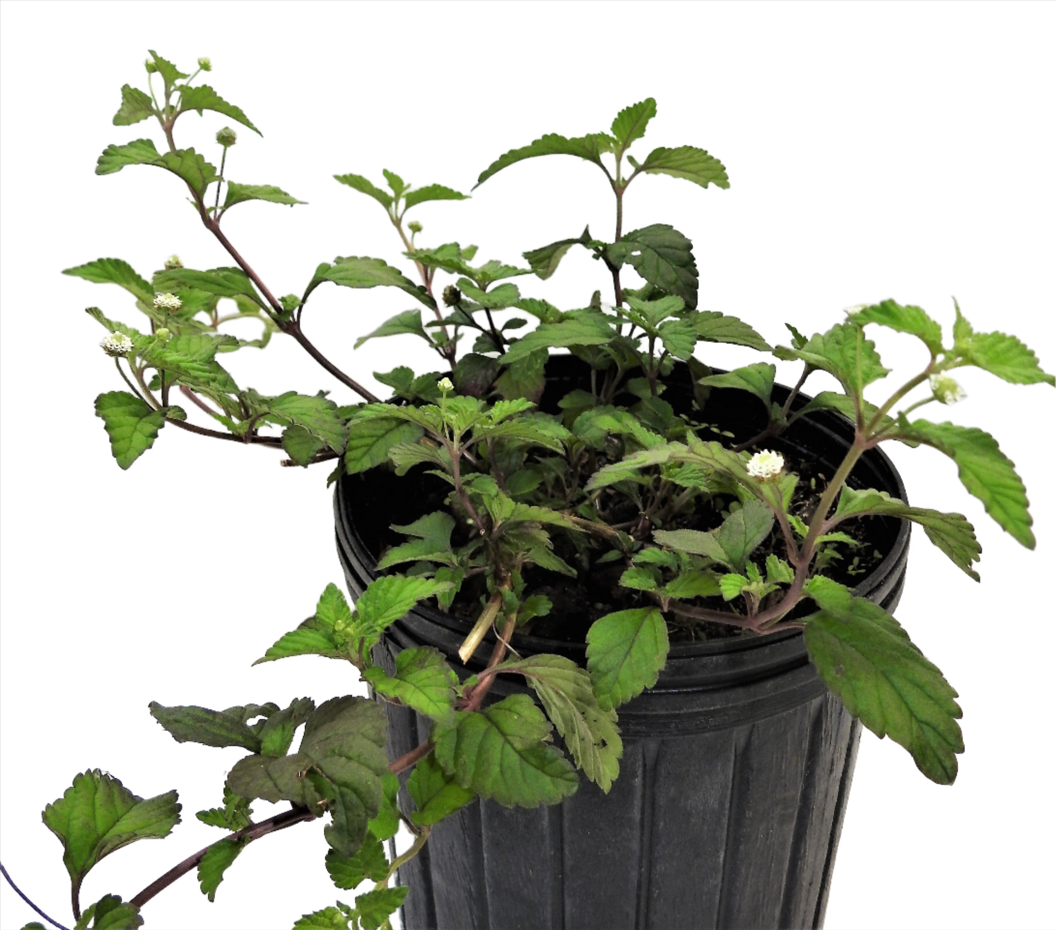 PLANTA ORUZU CON RAIZ