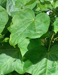 PLANTA ALGODON CON RAIZ