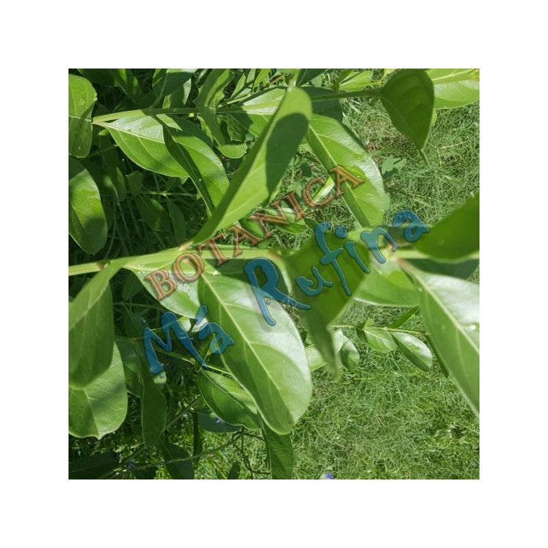 PLANTA YO PUEDO MAS QUE TU CON RAIZ