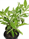 HERB SALVIA