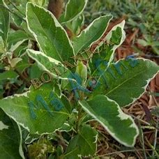 PLANTA VENCE BATALLA